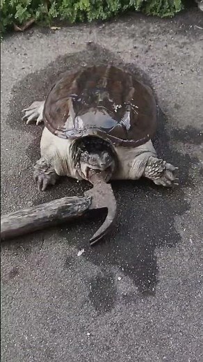 Angry Turtle. The lightning-fast bite that can break your bones! #snappingturtles #youtubeshorts