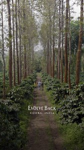 67 reactions | Celebrate in the Heart of Nature @ Evolve Back Coorg This festive season, retreat to the timeless charm of Evolve Back Coorg, where luxury meets nature in perfect harmony. At our plantation resort, awaken to the aroma of freshly brewed coffee, indulge in gourmet feasts inspired by the land, and celebrate the season in the serene embrace of lush plantations. Discover a festive escape that is as indulgent as it is refreshing. | Evolve Back Resorts | Facebook