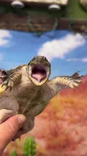 Little snapper, BIG BITE 😰 #snappingturtle #chelydra #babyturtle #turtletok #gardenstatetortoise #animalbite