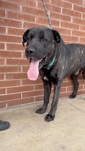 19K views · 498 reactions | Ralph Ralph is a sweet male mastiff mix...