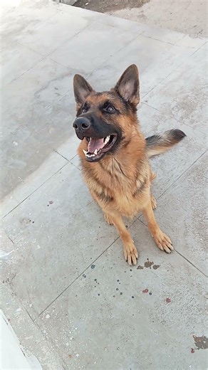 Z plus security GSD 💖💕🥰💖#shorts#viral#youtubeshorts#love#shortvideo#viralcomedy