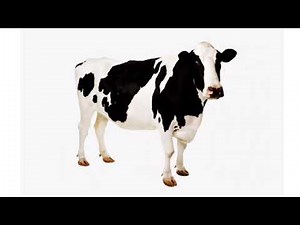 Cow sound