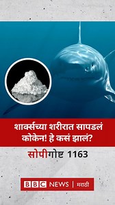 36K views · 304 reactions | शार्क माशांच्या पोटात ड्रग्स कुठून आले? #सोपीगोष्ट #Sharks #Cocaine | BBC News Marathi | Facebook