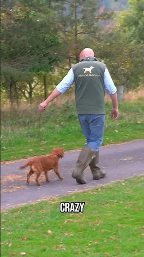 Teaching A Young Cocker To Walk On A Lead