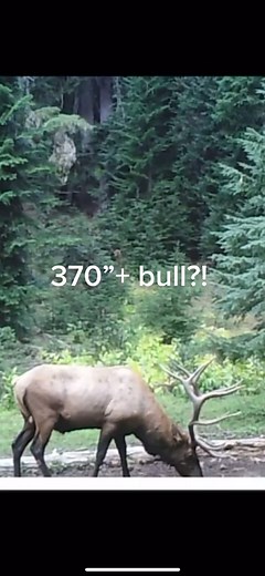 Giant Elk Spotted in Washington: Trail Cam Captures Amazing Sight