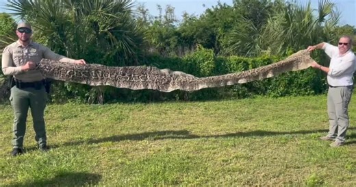 "It's a big deal:" Charlotte Co. has pythons, but you can do something about it