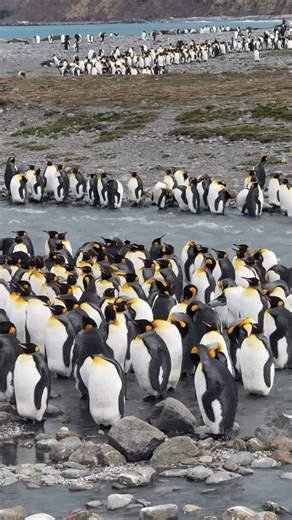 Mohammed Anas on Instagram: "St Andrews Bay, South Georgia 🐧👑 Welcome to St Andrews Bay, home to the world’s largest King Penguin colony. More than 150,000 breeding pairs meaning over 300,000 adult penguins, plus thousands of chicks all packed into one wild beach. #penguin #antarctica #southgeorgiaisland #falklandislands #travelwithak"
