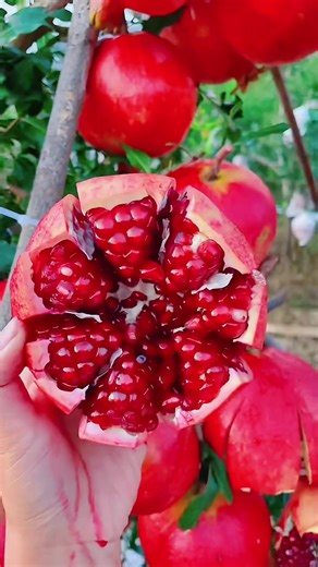 Organic Fruit Benefits: Why Choose Fresh Produce