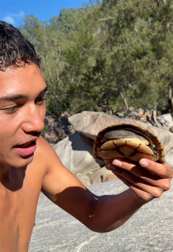 🐢eastern long neck turtle.#nature #wildlife #turtle