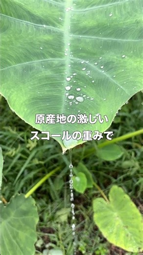 【里芋栽培の裏ワザ】種芋をあえて「〇〇」に植える理由とは？収穫量が激増する驚きのメカニズムを徹底解説！#shorts #里芋 #自然農法