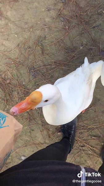 #goose #geese #chinesegoose #chinesegeese #honk #park | goose