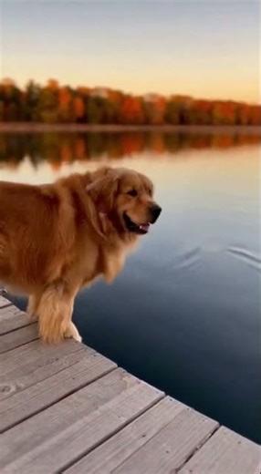 🐶🐱💦 Epic Toy Adventure: Dog & Cat Send It Sailing! 😂