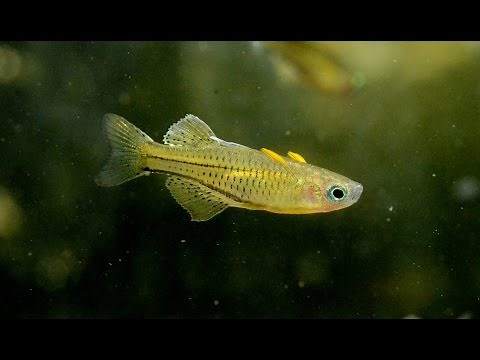 Spotted Blue Eye rainbow, Pseudomugil gertruae-Species Spotlight