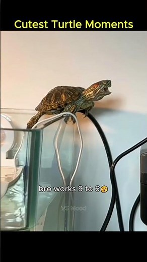 Cutest turtle moments🐢