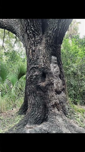 The Devil Tree In Oak Hammock Park