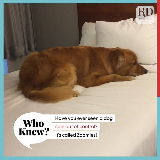 Does your dog get the zoomies? ⚡🐕⚡ | Reader's Digest