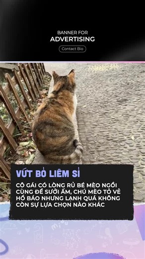 Chú mèo vứt bỏ liêm sỹ - clip thú cưng hài hước