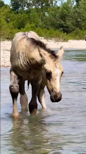 Cute Baby Horse Playing in the Water 🐴🌊