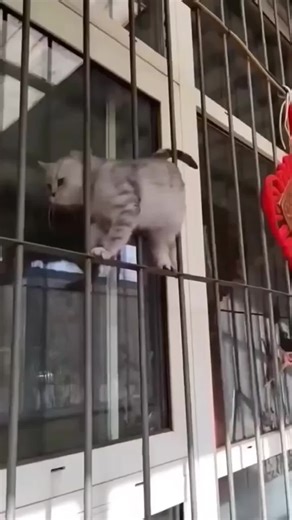 Funniest cat moment ever | Try not to laugh | Cat funny video compilation | cat funny video for kids #fyp #foryoupage #funnyvideos #trendingcats #cutecats