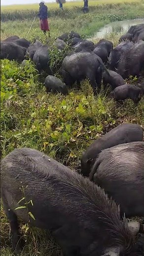 pig family, farm life, feral pigs, wild nature