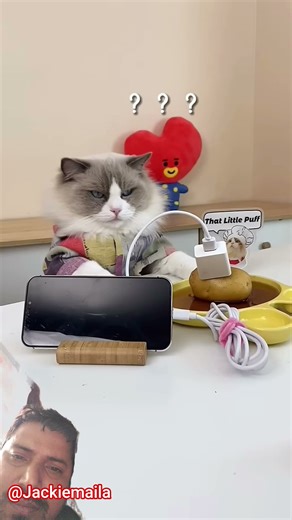 So many lies but Puff will survive #thatlilttlepuff #puffknowsbetter #catsofyoutube