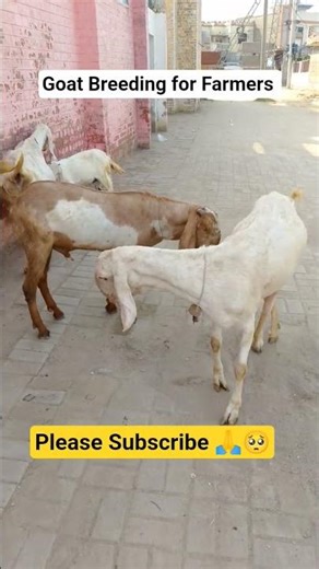 Goat Breeding for Farming. #goat #village #desi #farming #bakri #saraiki #saraikisong #villagerlife