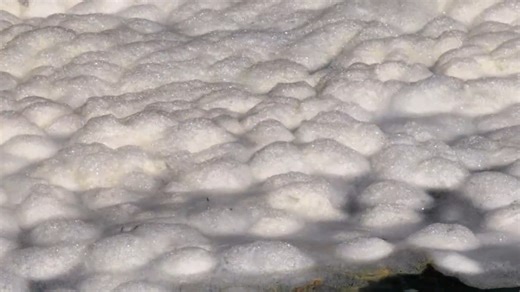 Scientists discover culprit behind SA algal bloom