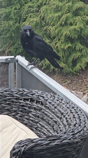 My pet crow Little Turd is not so little anymore #littleturd