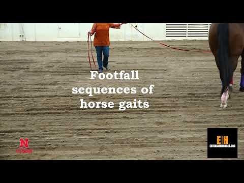 Natural gaits of horses