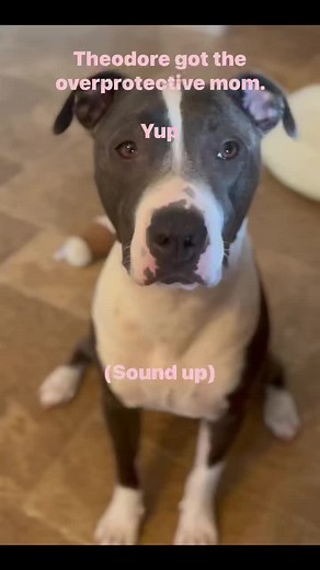 15K views · 750 reactions | Theodore got the overprotective mom. Yup. That's me殺來You want to know his breed? A 'The-adore-a-bull' #overprotective #pitbull #love #adopt #rescue #adorable #cute puppies #Theodore #funny-dogs | Sandra Marshall Art | Facebook