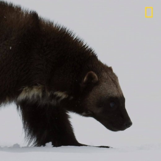 The Wolverine's keen sense of smell allows it to more easily find frozen carcasses in the snow for dinner. | National Geographic TV