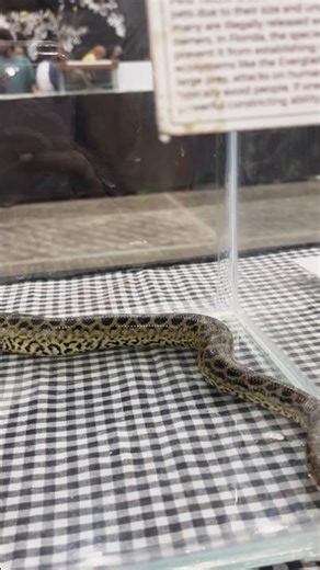😱ഈ പാമ്പിനെ കണ്ടോ? 😳 #snake #snakevideo#kerala #keralanews