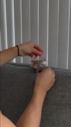 Bird Harness Training Progress