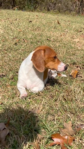 Look how pretty Lilly is | DJ & Lilly miniature dachshunds