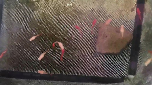 Red moscow brood Showpost | Doha Aqua