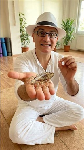 YAPIŞIP KALIYOR - BİT #beetle #bug #louse #lice