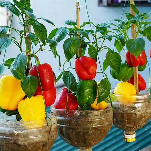 Growing Big, Fresh Bell Peppers in Plastic Bottles🫑🫑 | Diy Garden World