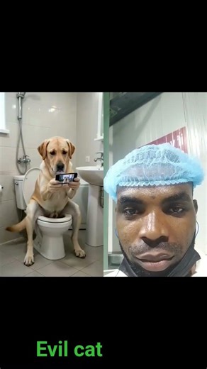 Evil cat