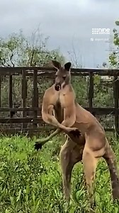 A very buff Kangaroo has sent the internet into a frenzy - with many wondering what exercise routine gives this result. | Nine.com.au