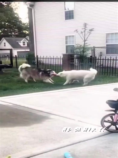 🐸🤏 . . #fyp #freefire #lstrike14 #viralreels #foryou @TikTok @Garena Free Fire Bangladesh