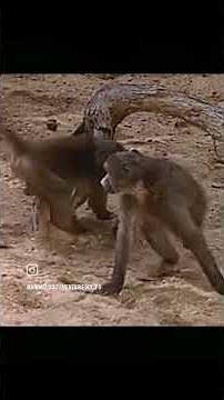 Marula fruit is a juicy, aromatic, and nutritious golden-yellow fruit native to Southern Africa