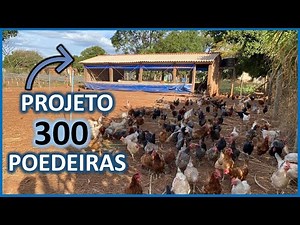 Project 300 laying hens for free-range egg production