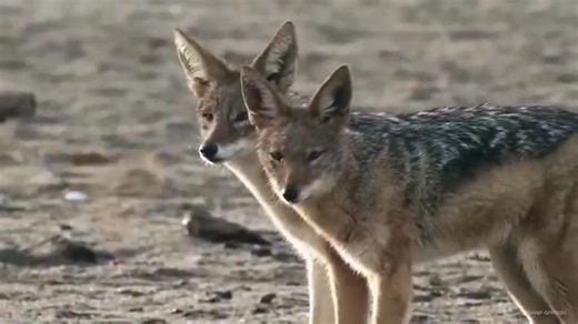 7.5K views · 88 reactions | The Golden jackals have lived in Europe...