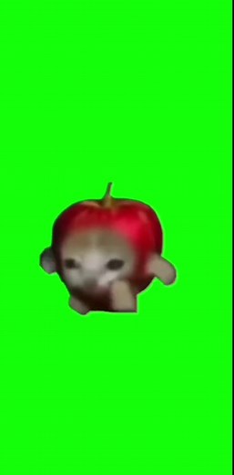 猫ミーム素材: ユニークな猫 ミーム画像や動画が満載