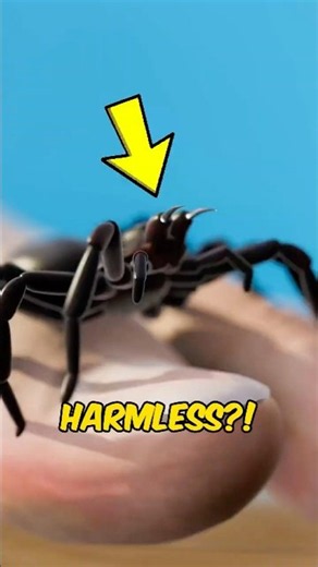 Why Are Humans Naturally Afraid of Spiders 🕷️😳