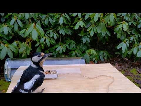 Bird Test: Pull a string to get food