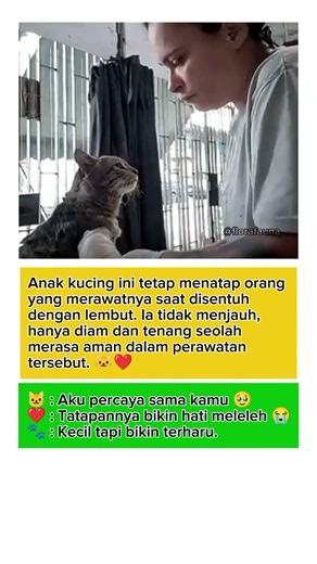 Tatapan Kucing Kecil Ini Seolah Mengucapkan Terima Kasih 🐱❤️
