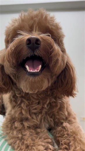 Whisper Barking of Poodles: Why Is It Cute?