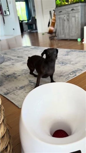 Crazy Dachshund Goes Wild Chasing Automatic Ball Launcher