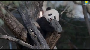 Panda Update | Adorable video from National Zoo shows how fast the baby giant panda is growing up